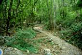 07 Il sentiero è tutto nel bosco